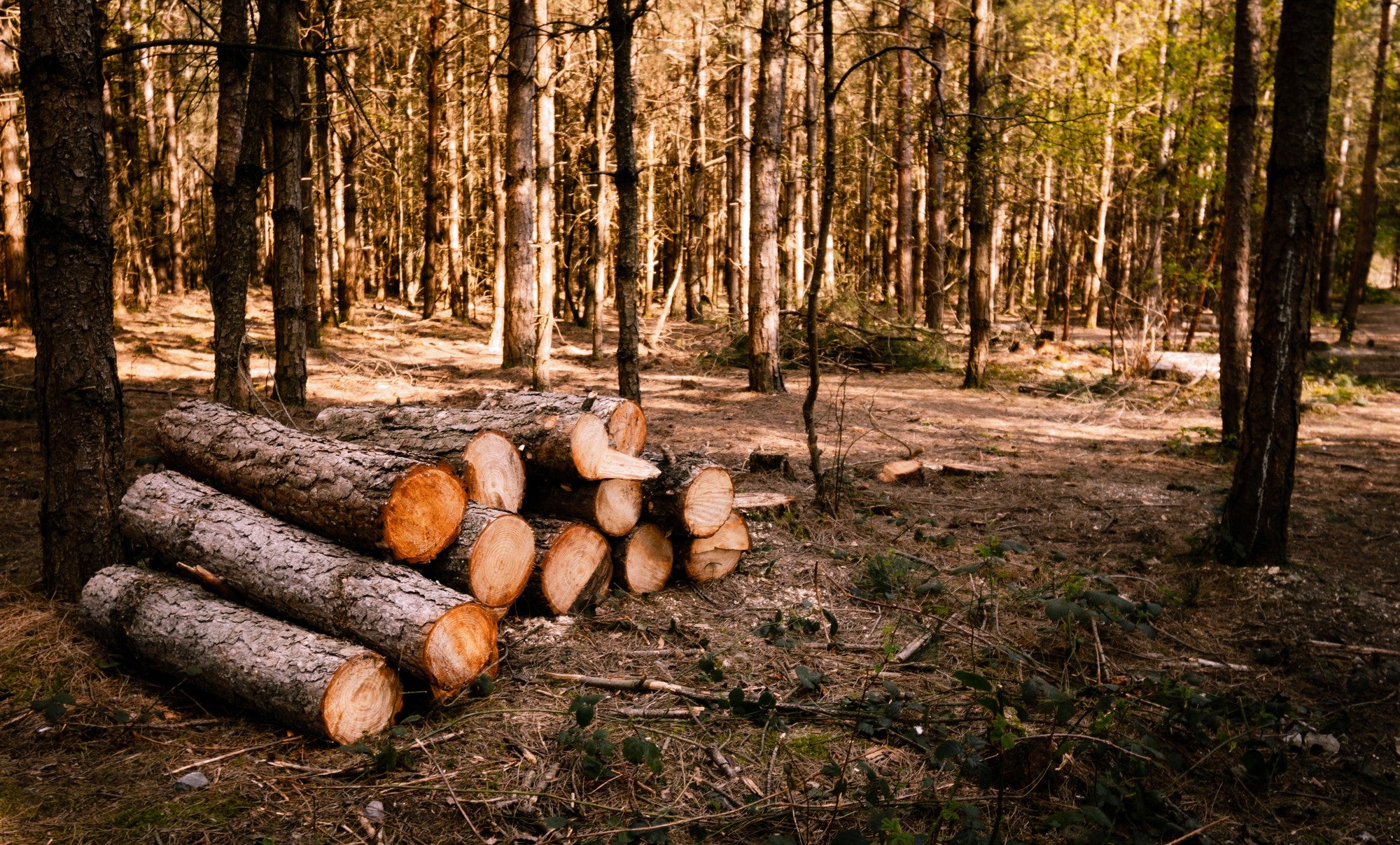 Transforming Your Land: The Power of Forestry Mulching and Land Management